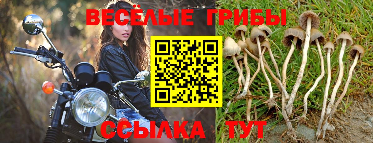 Гудермес  Псилоцибиновые грибы Magic Shrooms  Вход с VPN  Галлюциногенные грибы GOLDEN TEACHER 